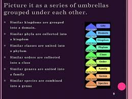 Taxonomy The Classification Of Organisms Ppt Download
