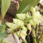 Image result for Polystachya bennettiana