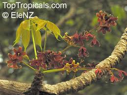 Image result for Sterculia appendiculata