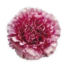 Bicolor Dark Pink Carnation Flowers Fiftyflowers Com Carnation Flower Carnations Pink Carnations