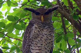 Bird That Sounds Like An Owl 10 Real Animals That Seem Make Believe Bizarre Animals Owl Photography Animals