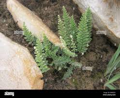 Image result for Cheilanthes hirta