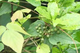 Image result for Pavetta sp. I