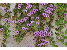 Ipomoea Pes Caprae Beach Morning Glory 5 Semenki