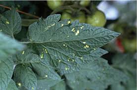 Image result for Lepistemon owariensis