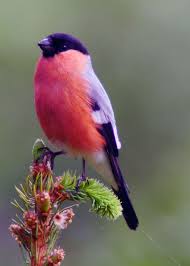 Birds You Can Have As Pets Uk Pinson Bull Finch Uk Troy Male Chaffinch Bull Bull Chaffinch Finch Male Pinson Troy Beautiful Birds Finches Bird Pet Birds