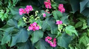 Image result for Dombeya shupangae
