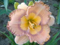 What are another words for daringly? Photo Of The Bloom Of Daylily Hemerocallis Daringly Different Posted By Tveguy3 All Things Plants Day Lilies Asian Lilies Plants