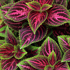 Image result for Coleus guerkei