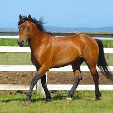 Horse Color Guide Mustang Horses In Almost Every Color With Photos Helpful Horse Hints For kids & adults you can print horse or color online.