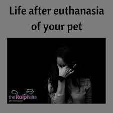 There is a second video of him feeding kittens to a python (ny post). Life After Euthanasia For Bereaved Pet Carers