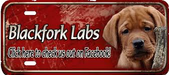 Akc registered yellow and black english lab puppy. Fox Red Labradors Red Labs Blackfork Breeder Oklahoma Puppies Fox Red Labrador Retrievers