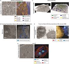 Résultat de recherche d'images pour "virus capsid electron rendering"