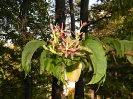 Heptacodium miconioides — хептакодиум — гептакодиум. Heptacodium Miconioides Seven Son Flower North Carolina Extension Gardener Plant Toolbox
