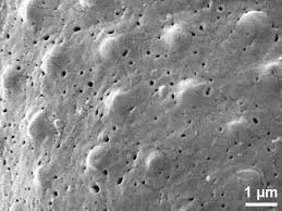 Image result for Stanfieldiella