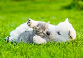 Tiny kittens cuddly puppies and fluffy ducks pair up for cute. 49 228 Puppy And Kitten Stock Photos And Images 123rf