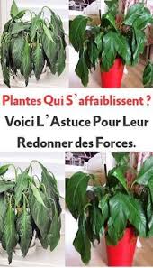 Vous Cherchez Un Produit Naturel Pour Leur Redonner Des Forces Ne Vous Inquietez Pas Pa En 2020 Plante Pour Jardiniere Terrarium Pour Plantes Grasses Potager Facile