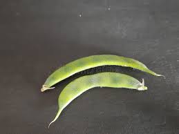 Image result for Macrotyloma africanum