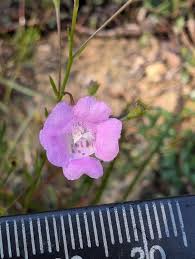 Image result for Gerardiina angolensis
