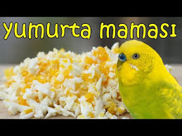 Muhabbet Kuslarina Yumurta Verdik Youtube