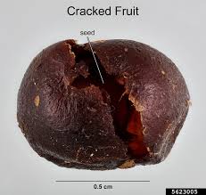 Image result for Strychnos henningsii