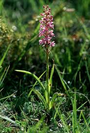 Image result for Diaphananthe odoratissima