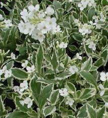 Image result for Arabis