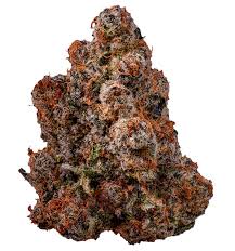 Image result for Boscia filipes