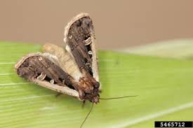 Midwest pest control llc is a local pest control company in fargo, north dakota, devil's lake, north dakota, grand forks, north dakota, and surrounding this can quickly lead to insects living in your home or business with you in an ongoing infestation. Https Extension Sdstate Edu Sites Default Files 2019 09 S 0003 51 Corn Pdf