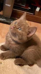 British Shorthair 700 Tl British Shorthair