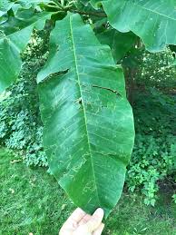 Native geographic location and habitat: Umbrella Magnolia Campus Trees