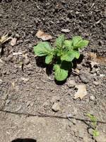 After the row of potatoes is placed, i then use my shovel to lift the soil from the sides of the potato row and place it on top. How To Successfully Plant Potatoes That Have Sprouted Greenupside