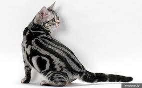 Dan menghasilkan exotic short hair yaitu kucing persia dengan bulu yang pendek. Kucing American Shorthair Kenali Sejarah Ciri Hingga Harganya Embaran Id