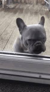 Most of us would agree that there's no better season than summer! Frenchie Gifs Tenor
