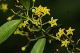 Image result for Secamone brevipes