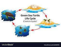 Green Sea Turtle Life Cycle Royalty Free Vector Image