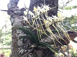 Image result for Rangaeris muscicola