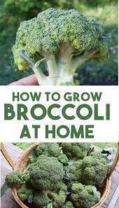 How To Grow Broccoli Easy Beginners Guide In 2020 Growing Broccoli Healthy Garden Soil Healthy Garden
