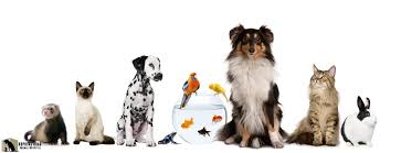 We did not find results for: Kernersville Veterinary Hospital Hopkins Road Animal Hospital Kernersville Vet Hospital Aaha Certified