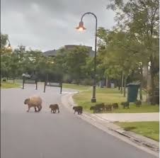 El video de los carpinchos en nordelta remite a imágines similares de los últimos días ocasionadas por el aislamiento social por el coronavirus. Una Familia De Carpinchos De Paseo Por Nordelta Te Lo Cuento Y Que