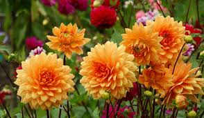 Die tage werden kürzer und es wird kälter, für die meisten grund genug. Der Garten Im Herbst Herbstblumen Pflanzen Garten Winterfest Machen