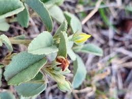 Image result for Sida ovata