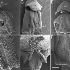 Image result for Angraecopsis gracillima