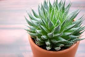 Le foglie succulente si sviluppano a. Aloe Vera Proprieta E Consigli Di Coltivazione