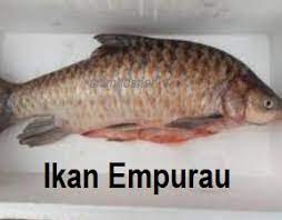 Ikan empurau sarawak, 1kg rm600!, pm najib umum r&d rm4.5 juta empurau (news). Anim Agro Technology Ikan Empurau Apa Dia Part 2