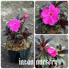 Bunga pacar air yang memiliki ukuran dua inci ini tanamannya bisa tumbuh sampai 10 hingga 14 inci. Tanaman Bunga Pacar Air Ungu Daun Cokelat Shopee Indonesia