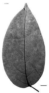 Image result for Tristellateia africana