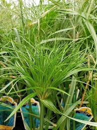 Image result for Cyperus sp.no.3