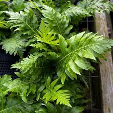 Image result for Blechnum