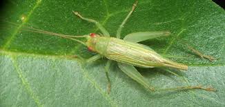 Image result for Tridactyle virginea